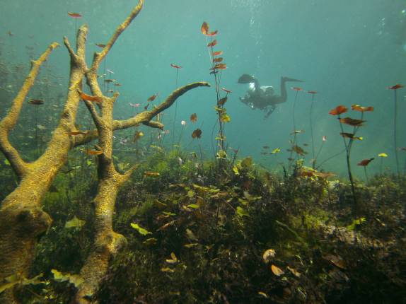 Parte aberta do Cenote Car Wash, em Tulum, no Yucatán, sul do México